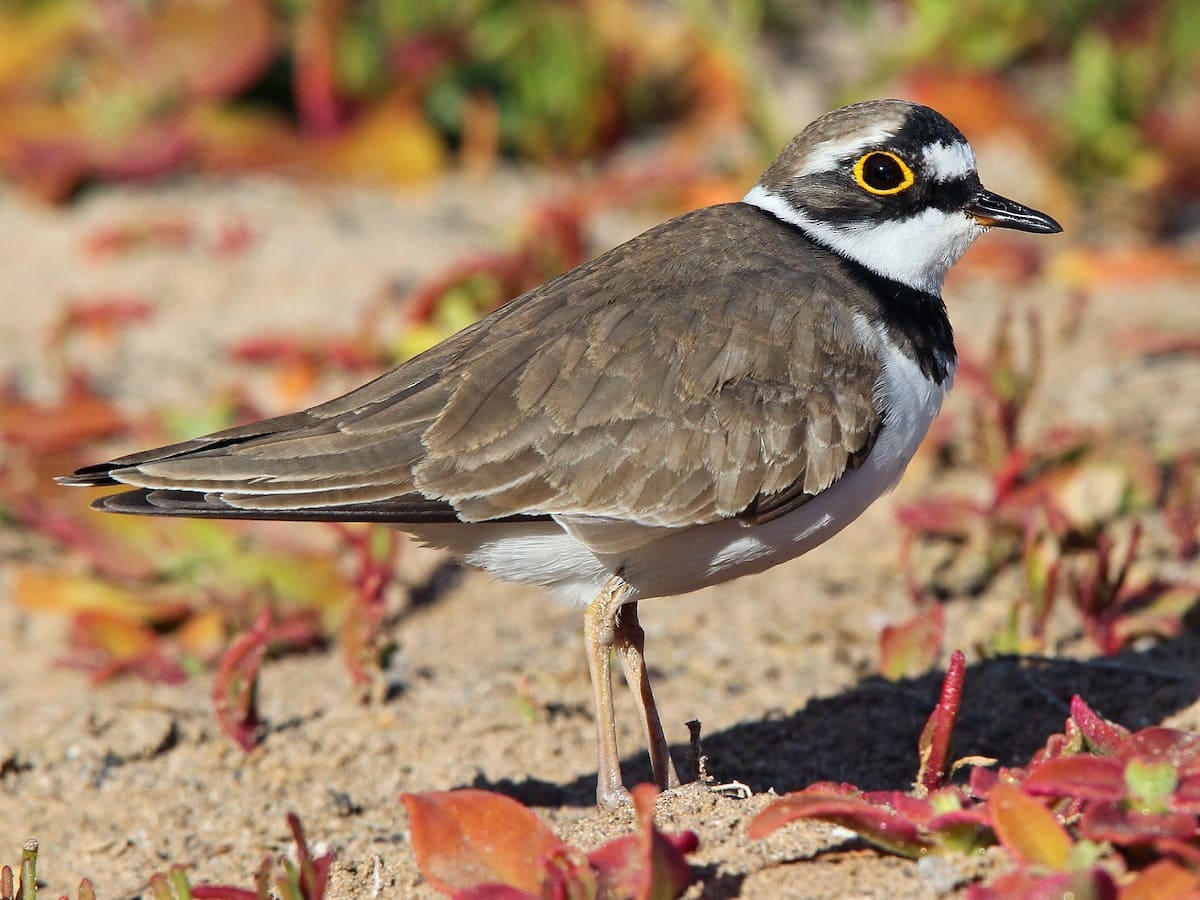 Little Ringed Plover